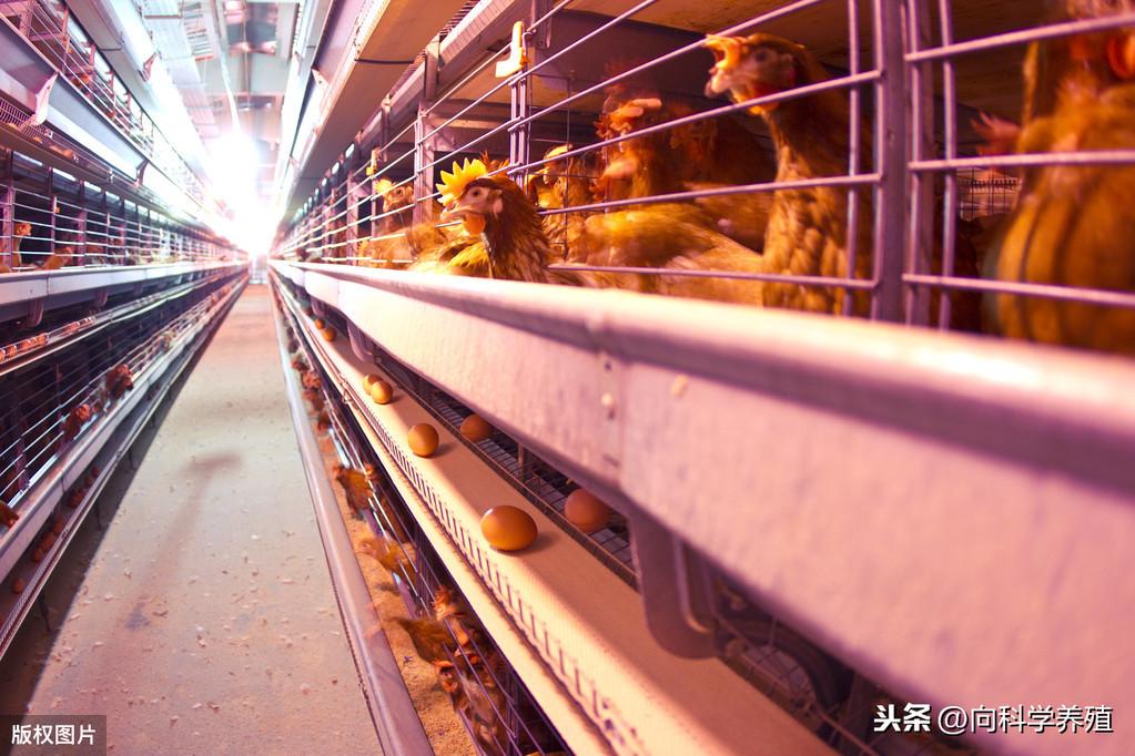 重型机械轴承 第407页