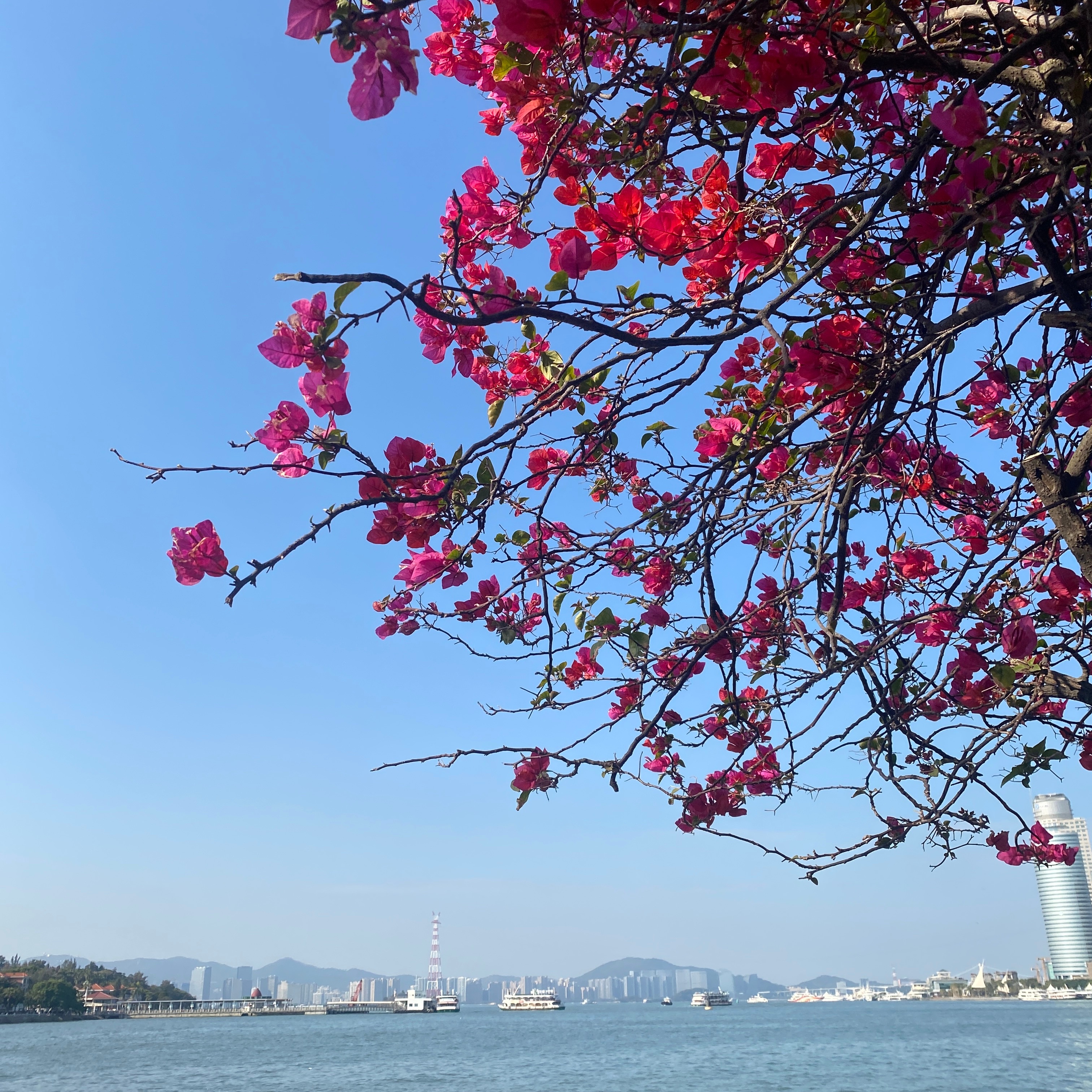 诲峡两岸最新一期动态，花开两岸，共谱和谐乐章