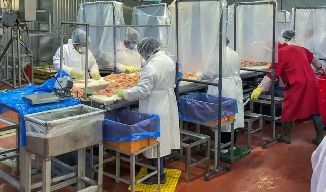 肉类加工厂疫情下的心灵之旅探索
