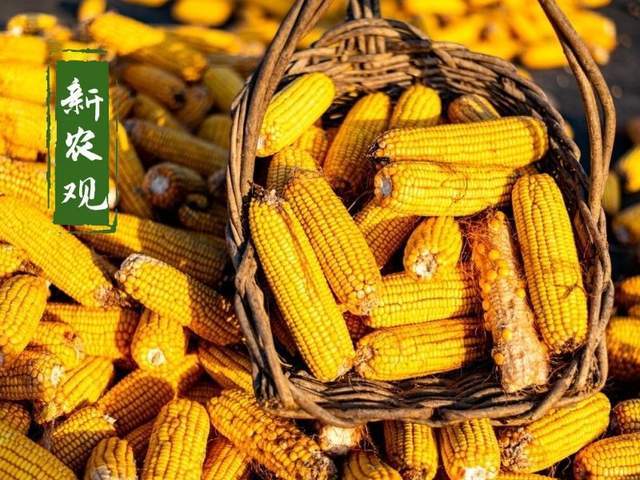 山西玉米价格最新动态，变化中的机遇与成长力量探索