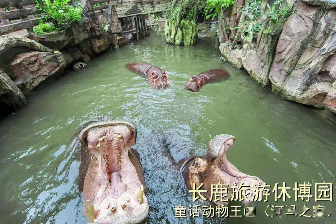 新型猪流感最新动态与心灵自然之旅，探寻内心平和宁静的探险之旅
