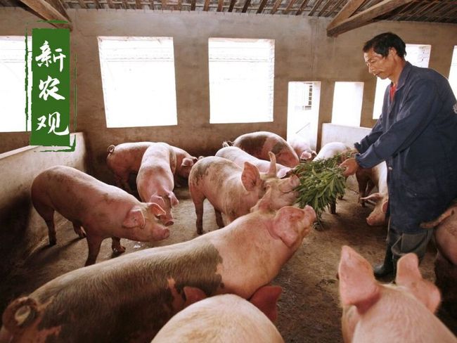 科技重塑养猪业，前沿猪价行情与智能监测引领新纪元