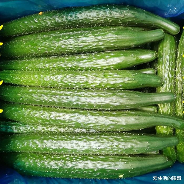 最新版黄瓜急用的观点论述与需求分析