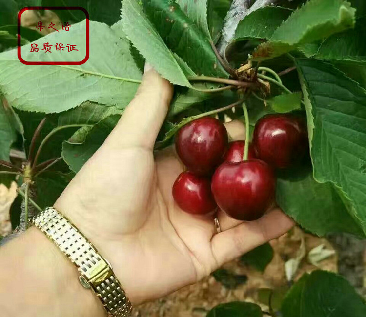 樱桃种植新技术，高效可持续农业的未来之路探索