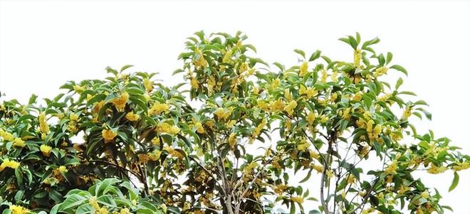 桂花树最新价格及成长变化中的自信力量探索